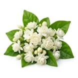 Lilies