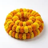 Marigold